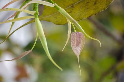 Close-up of flowering plant