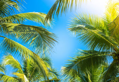 Low angle view of palm trees against clear blue sky