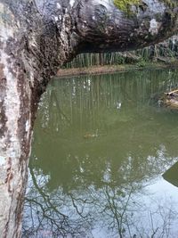 Close-up of tree by lake