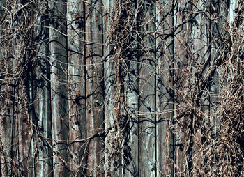 Bare trees against sky