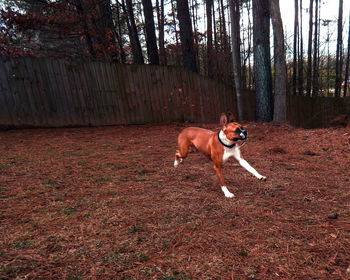 Dog in forest