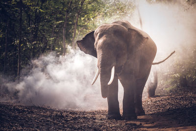 Elephant standing on a field