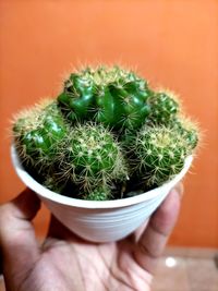 Close-up of hand holding cactus plant