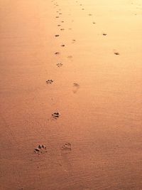 High angle view of footprints in sand