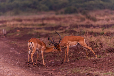 animal wildlife