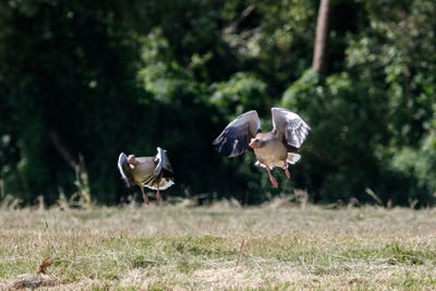 View of birds on field