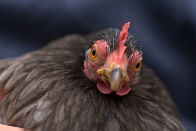Selective focus on the face of this pet grey pekin bantam chicken hen as she tilts her head