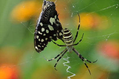 Close-up of spider and butterfly on web