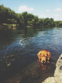Trees in water