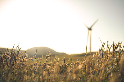 Close-up of wheat field against clear sky