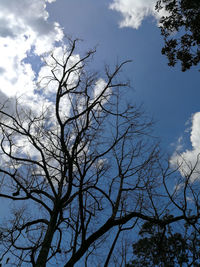 Low angle view of silhouette bare tree against sky