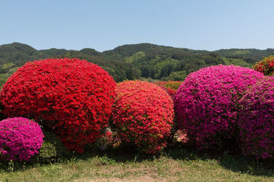 View of pink flowering plants on land
