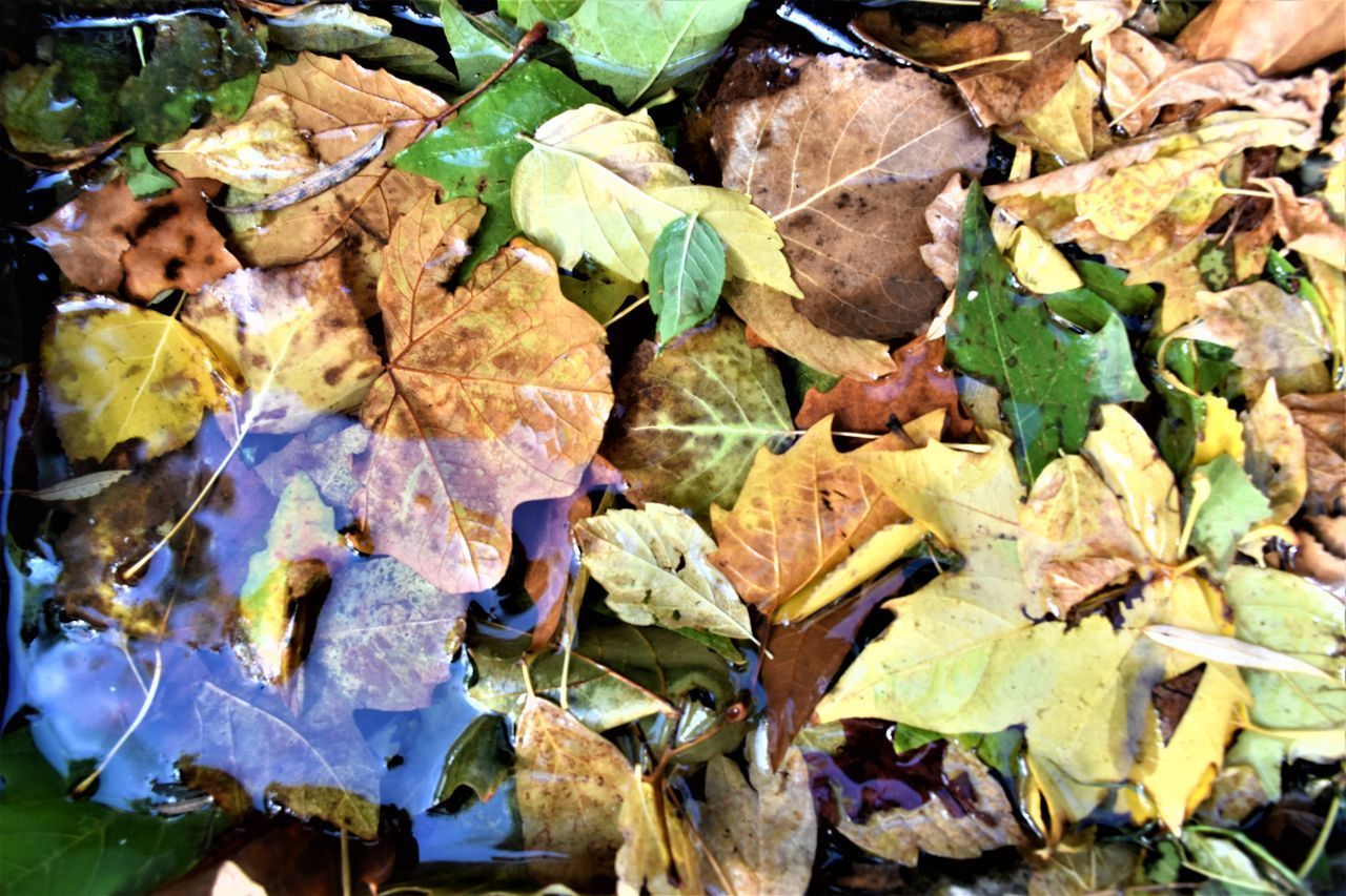 HIGH ANGLE VIEW OF DRY LEAVES