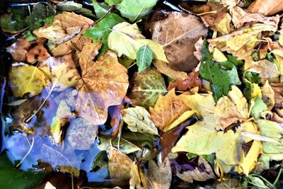 Full frame shot of dry leaves