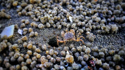 Close-up of crab on sand at beach