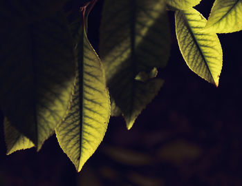 Close-up of autumnal leaves