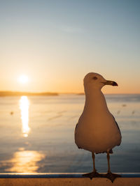 Seagull perching on a beach