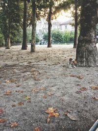 Trees in forest