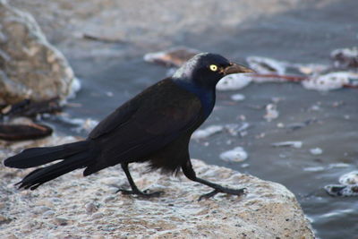 Close-up of bird perching on rock