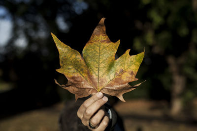 Close-up of hand holding maple leaf during autumn