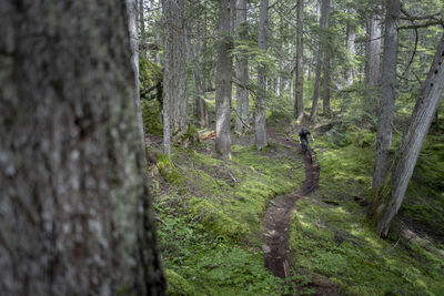 Trees growing in forest