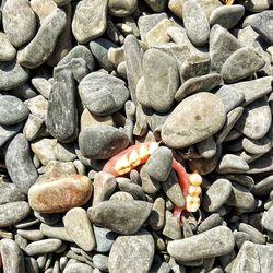 Lost jaw on the beach