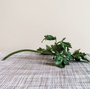 Close-up of green leaves on table against wall