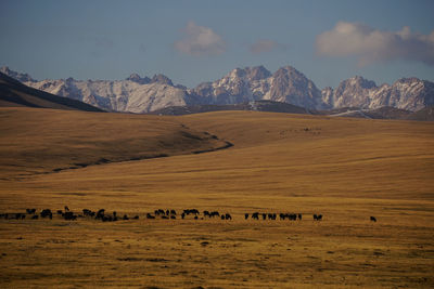 Grassland in kyrgyzstan 