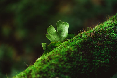 Close-up of plant growing on field