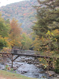 Scenic view of forest during autumn