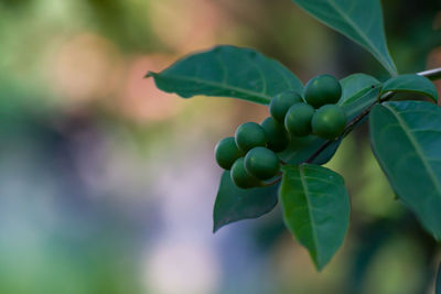 Close-up of berries growing on tree