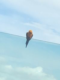 Low angle view of bird flying against sky