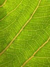 Full frame shot of green leaves