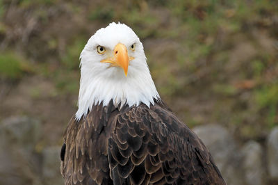 Close-up of eagle against blurred background