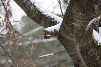 View of birds on snow covered tree