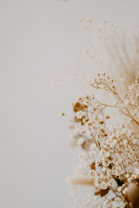 Close-up of white rose on table