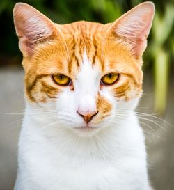 Close-up portrait of a cat