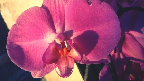 Close-up of pink day lily blooming outdoors