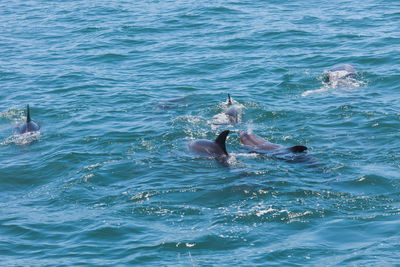 High angle view of duck swimming in sea