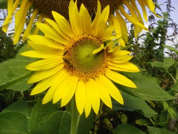 Close-up of sunflower blooming outdoors