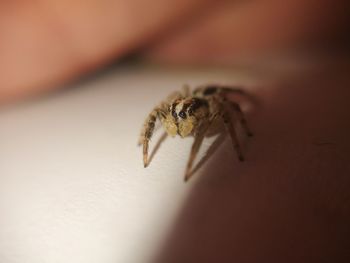 Close-up of spider on hand