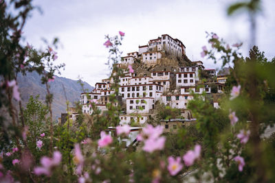 Beautiful landscape of key monastery captured in between blurred pink flowers. himachal
