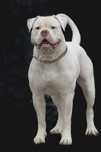 Portrait of white dog standing against black background