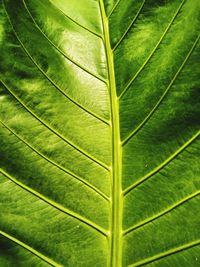 Full frame shot of green leaf