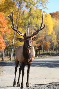 Deer standing on tree