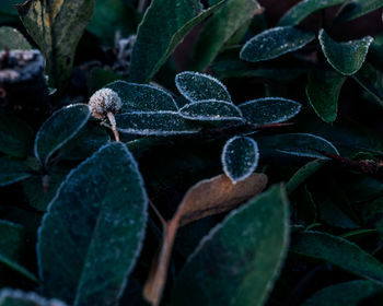 Close-up of fresh green leaves on plant