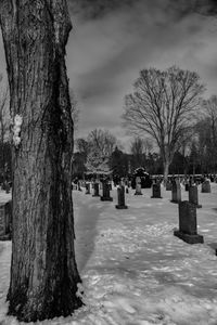 Trees in cemetery against sky during winter