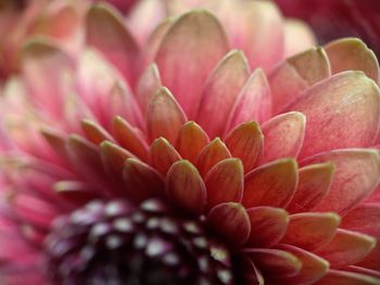 Close-up of pink flower