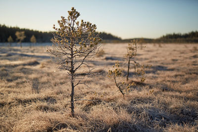 Dry plants on land against sky