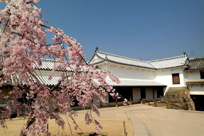 Pink cherry blossom tree by building against sky